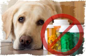 medicamentos mascotas paracetamol econcientiza informate entra tenes peligrosos afectar ibuprofeno