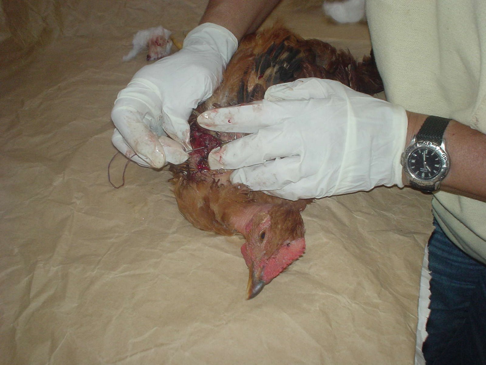 [operação+009.jpg]