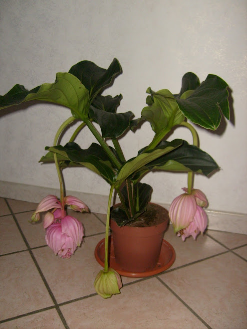 medinilla magnifica