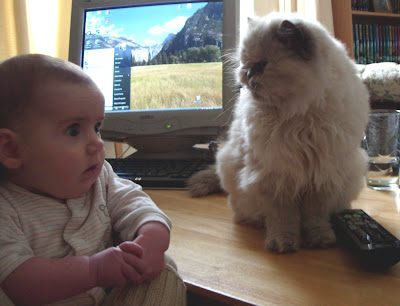 Big Cat Encounter