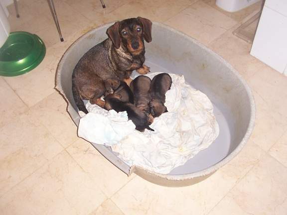 Yo soy Tchiqui el chiste de la casa pero yo tengo pedigree