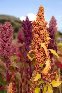 Pianta di quinoa