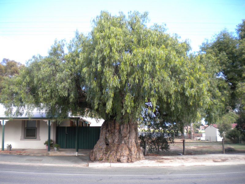 Veteran Tree Group Australia Defiant Pepper Trees at Greenock SA