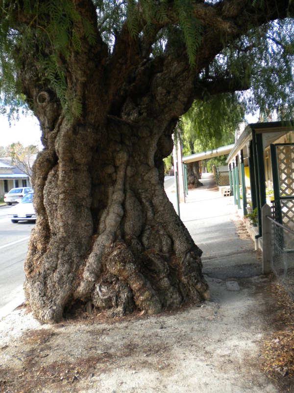 Veteran Tree Group Australia Defiant Pepper Trees at Greenock SA