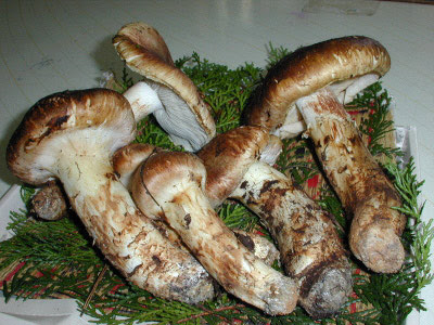 most-expensive-food-in-the-world-matsutake-mushroom.jpg