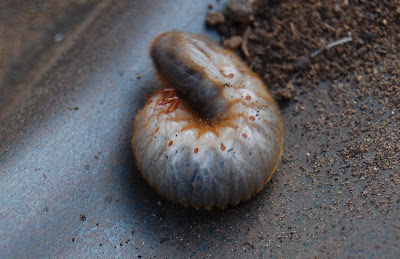 Garden Grubs