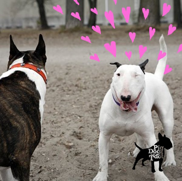 pig dogs pig breeds images search pig dogs pig breeds images search