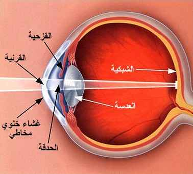 الداخل بواسطة الضوء العين يتجمع إلى أجزاء العين