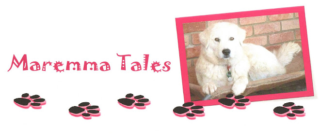 Maremma Dog Tales