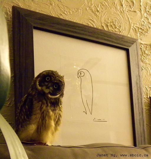 [Picasso+Owl.jpg]