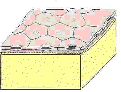 IMAGEN TEJIDO EPITELIAL PLANO SIMPLE imagen tejido epitelial plano simple: