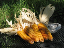 Grain Corn