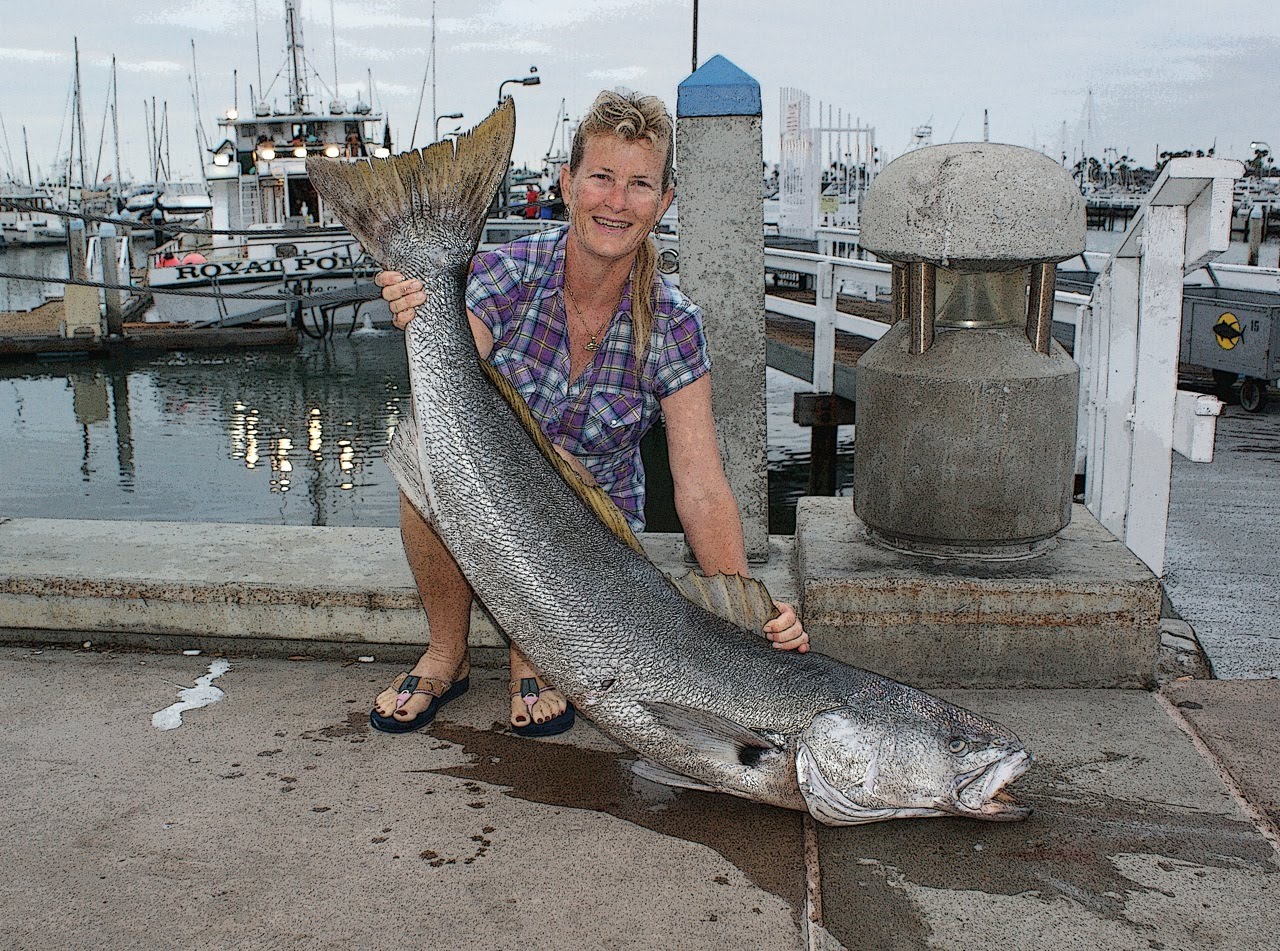 Fishing Accurate Reels 40 Pound White Sea Bass on BX2500