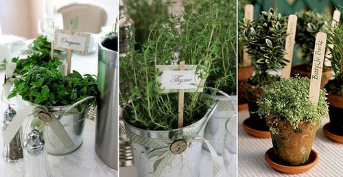 [herbs.jpg]