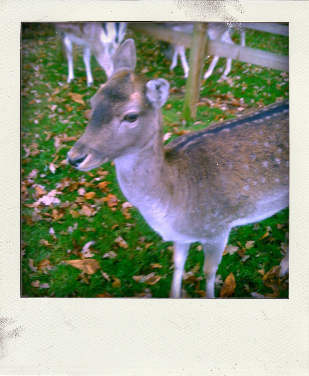 [IMG_0663-pola.jpg]