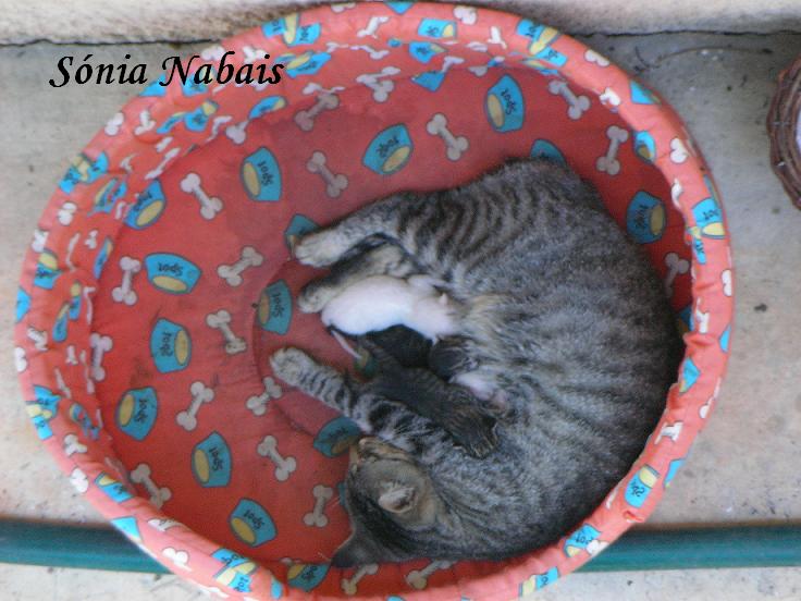 [Gatinhos.JPG]