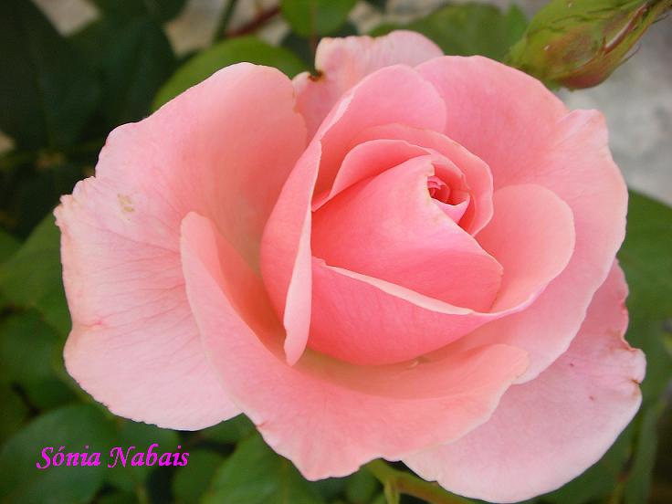 [rosa.JPG]