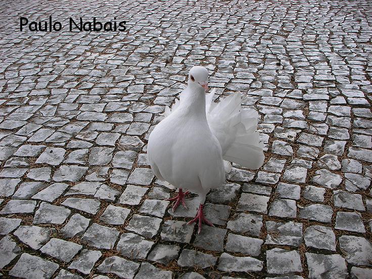 [Pomba+branca.JPG]