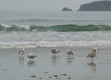 Sea Gull's at Drake's Beach