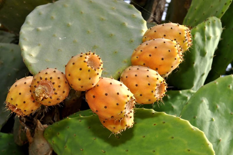 Maltese Nature The prickly pear
