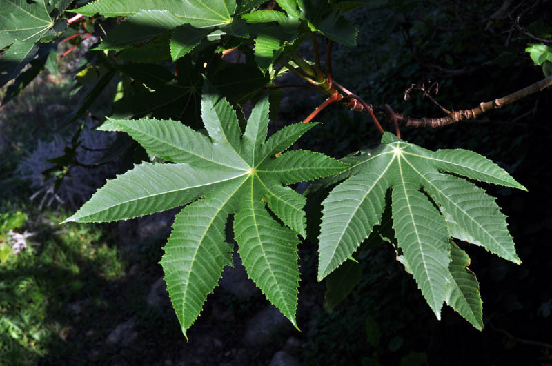 Maltese Nature Alien Plant Species On The Increase