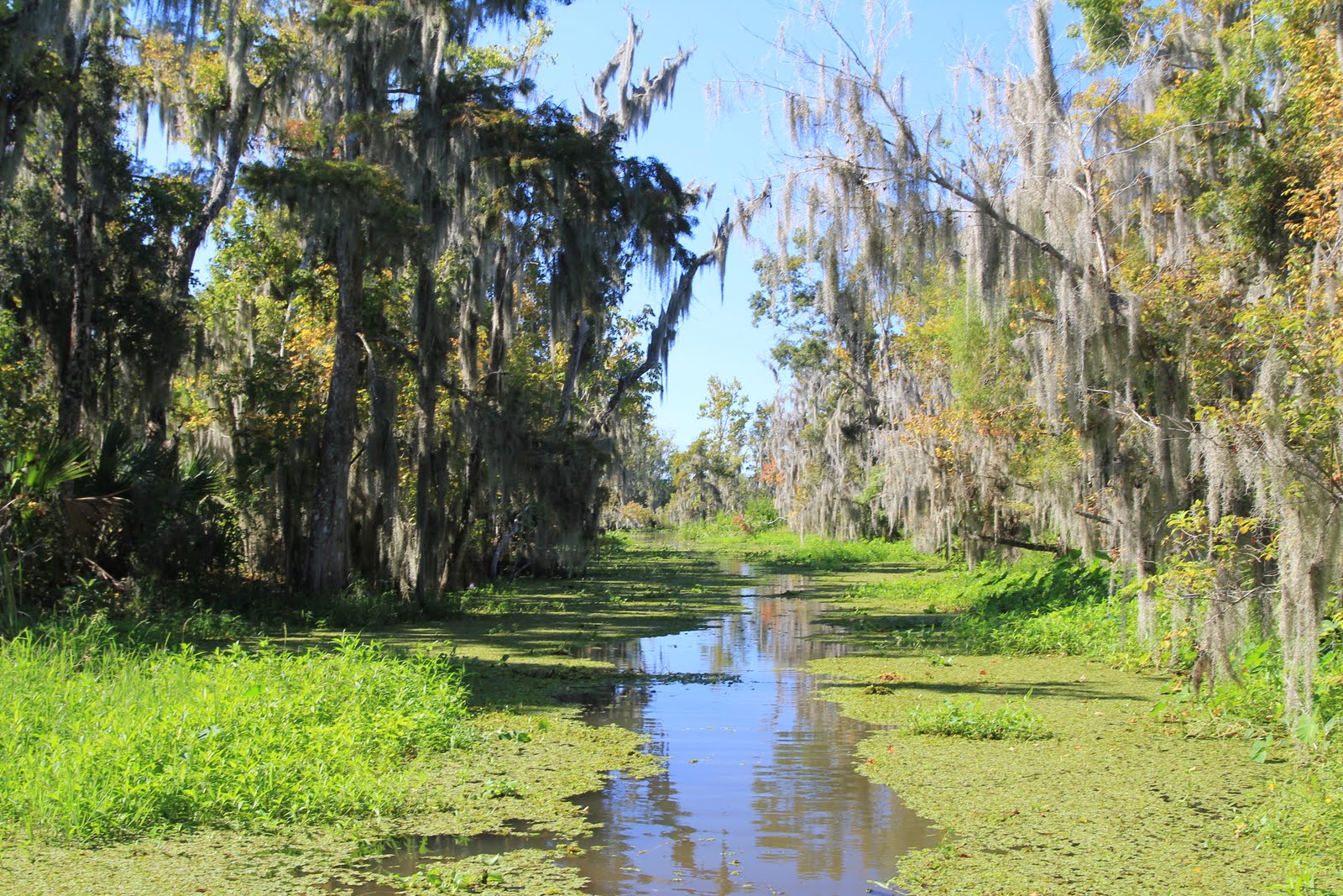 Hark, United States of America! Louisiana Tabasco & Swamps