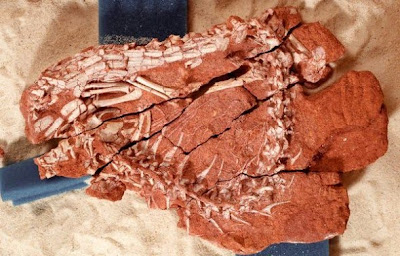 貓鱷魚 化石 Pakasuchus kapilimai