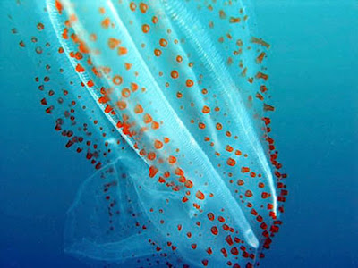 深海異形 樽海鞘 傳說中的深海異形 樽海鞘 Salps