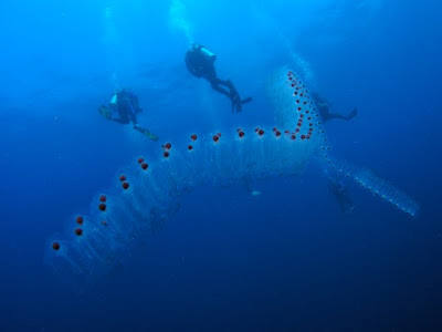 深海異形 樽海鞘 傳說中的深海異形 樽海鞘 Salps