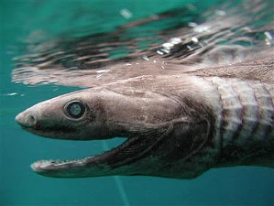 最怪異鯊魚 - 最怪異鯊魚 皺鰓鯊(Frilled shark)