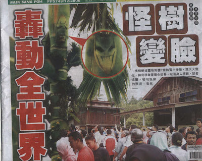 馬來西亞樹妖 人臉的樹節