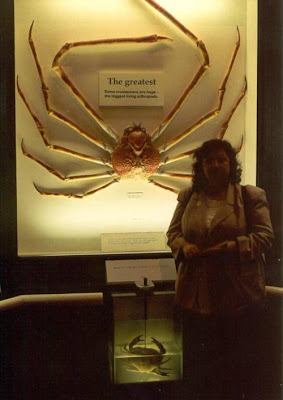 巨型殺人蟹 - 巨型蜘蛛蟹 又稱 巨型殺人蟹