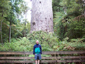 Kauri Forest