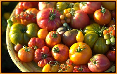 tomatoes heirloom altitude gardening