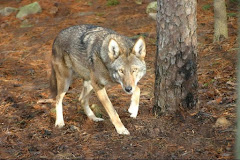 WNC Nature Center