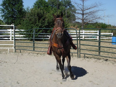 Elvis, Elvis …….Our new Horse!