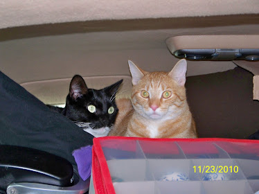 Traveling 2000 miles with cats!