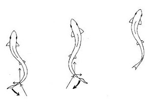 illustration of fish swimming