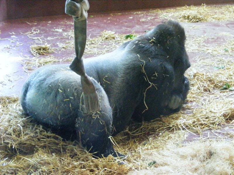 The Prancing Papio When Is A Monkey Really A Monkey?