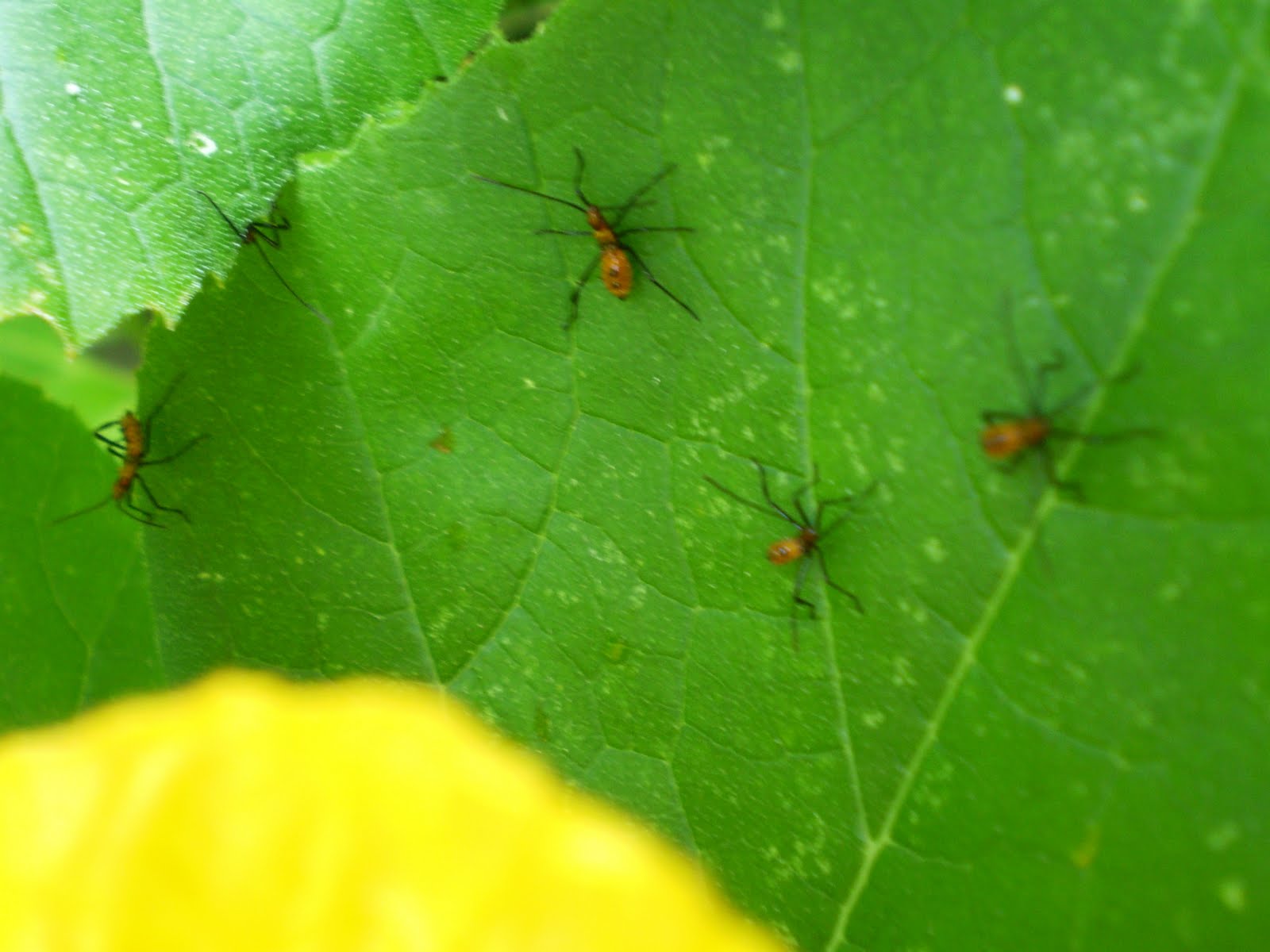 Green Jean insects