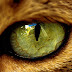 ¿Por que los gatos tienen las pupilas "rasgadas"?