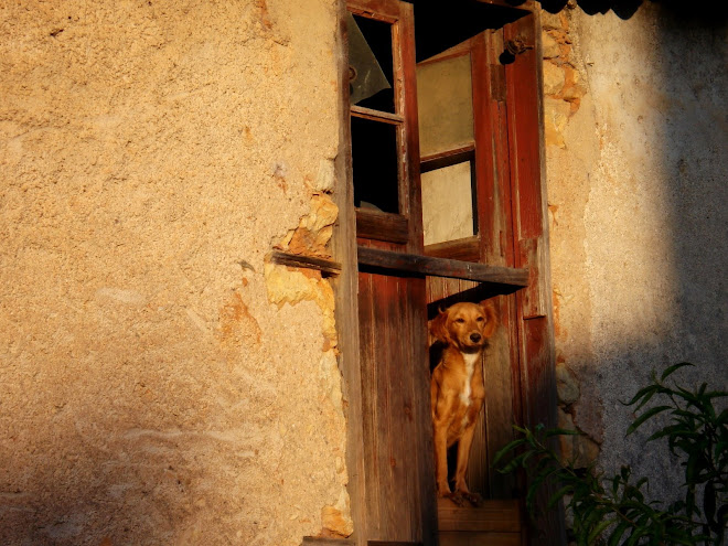 ...it used to be a happy family house...with a dog...but...