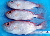 frozen-Golden-threadfin-bream Yellowfin tuna, Seafood, Fish