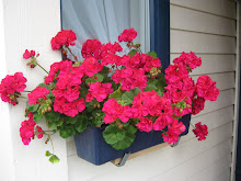 Pelargonier