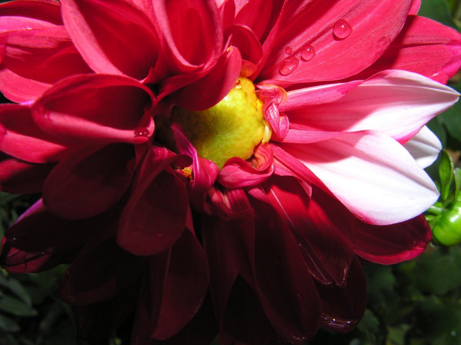 http://2.bp.blogspot.com/_HeMkQFoSCkY/TGQVo2desmI/AAAAAAAACrg/6A7sgVE1RL0/s1600/gerbera.jpg