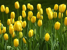 Tulip Kuning