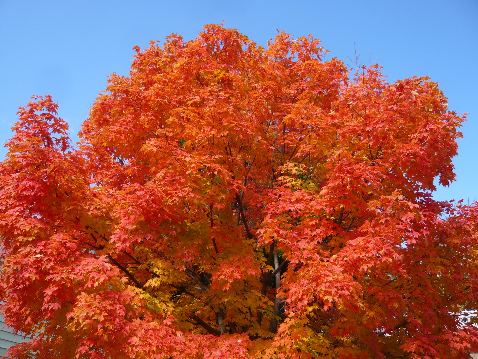 [2tree.JPG]