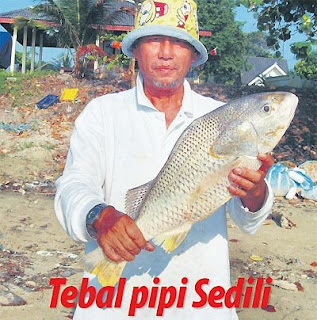 tebal pipi