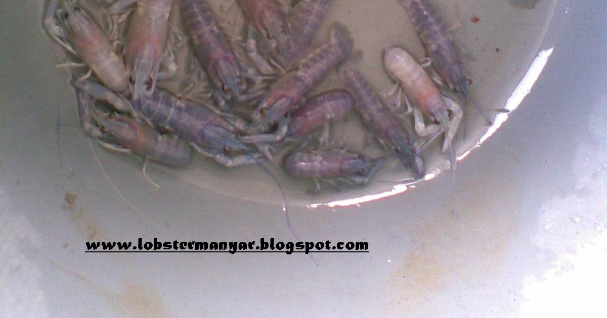 benih udang sungai kecil