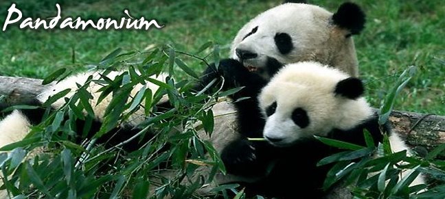 Pandamonium